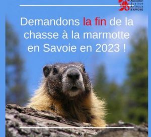 Arrêtons la chasse à la marmotte, pour cela écrivez à ddt-spadr-chasse@savoie.gouv.fr