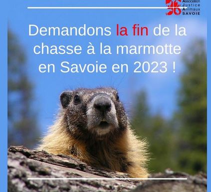 chasse marmotte