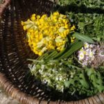 Reconnaissance, cueillette et cuisine des plantes sauvages comestibles du printemps, avec Calenduline