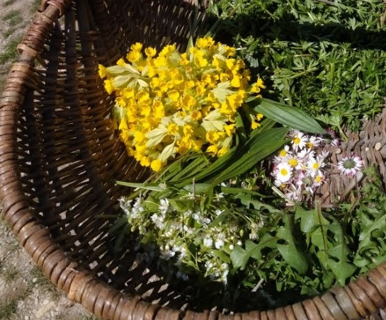 Reconnaissance, cueillette et cuisine des plantes sauvages comestibles du printemps, avec Calenduline