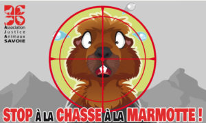 Stop à la chasse à la marmotte !