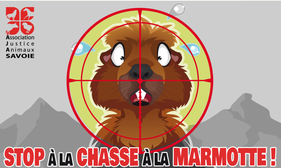 chasse-marmotte