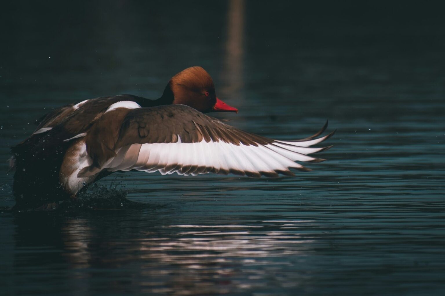 fne-sortir-nature-courant-mig