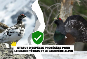 Statut d’espèces protégées pour le Grand Tétras et le Lagopède alpin