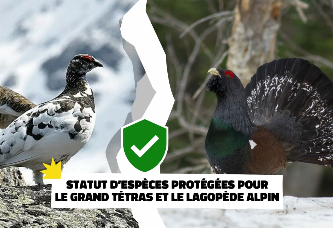 image-article-especes-pro-tetras-lagopede-1170×800
